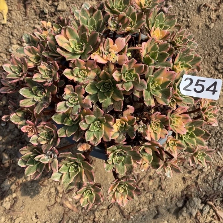 无花朵254多肉植物甜茶