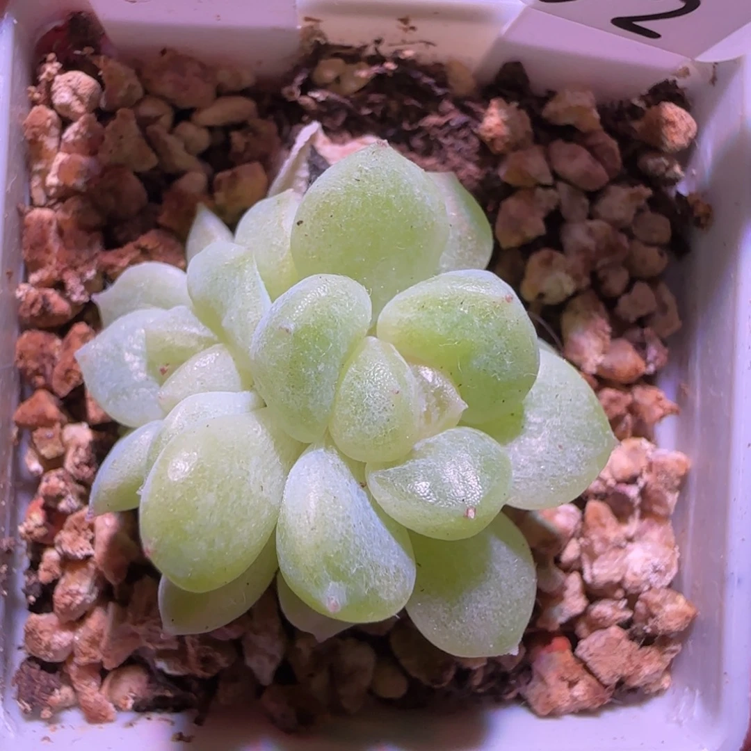 16-2福利财富PC1双头