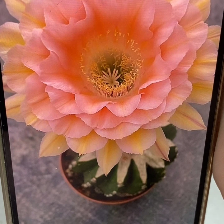 香香梦幻侧芽3.5公分左右