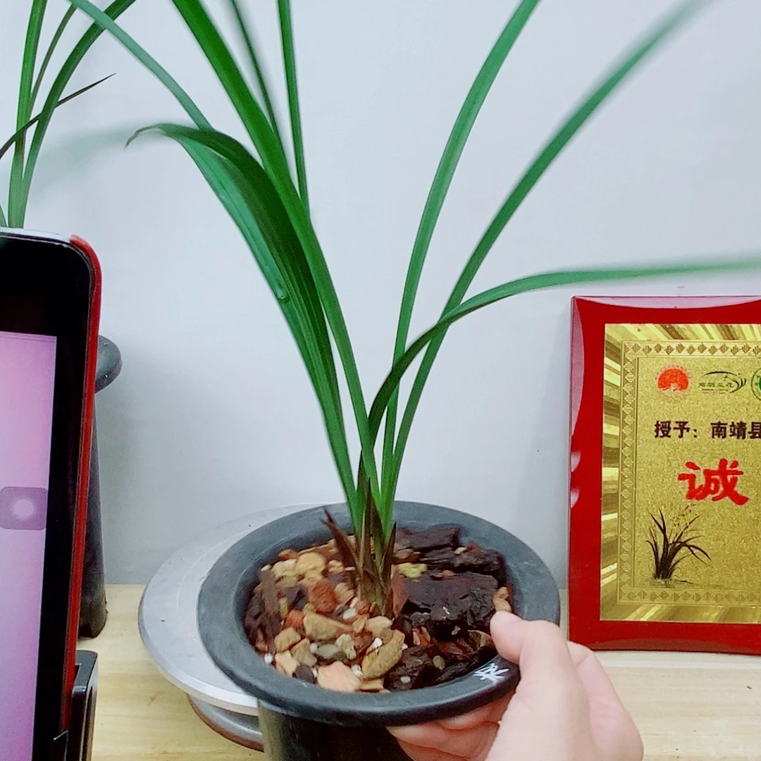 当前无花栽培后可以开花板