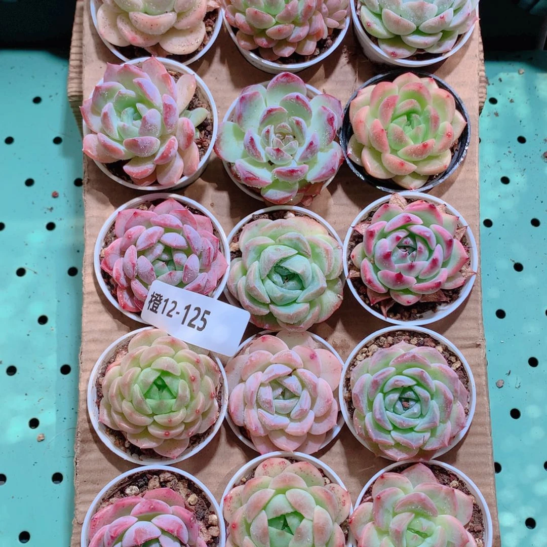 12-125一物一拍带盆18颗