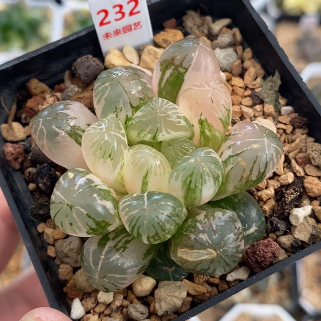 232塑料皮玉露锦一物一拍