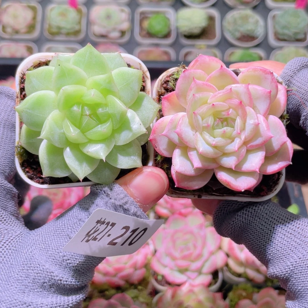 花利美27-210珍妮2颗