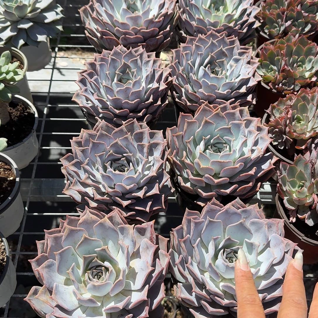 大单头露西娜多肉植物精品