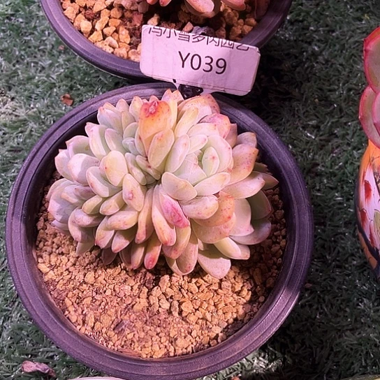 我是第一百个为妖刀应援滴