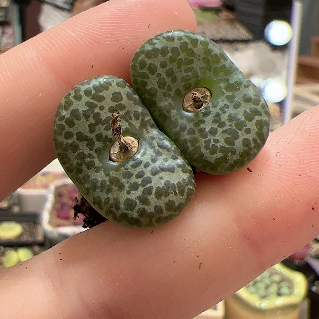 【闪购商品】365 安贞