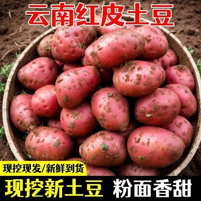T【助农补贴】云南新鲜现挖红皮黄心土豆高山种植新鲜蔬菜