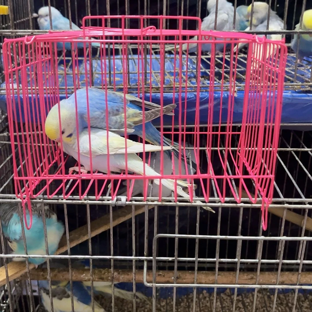 虎皮鹦鹉一对金彩 一公一母