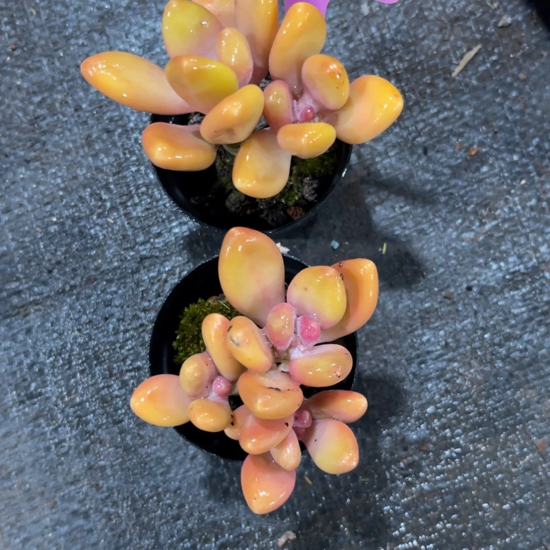 用***5云尘多肉一物一拍851