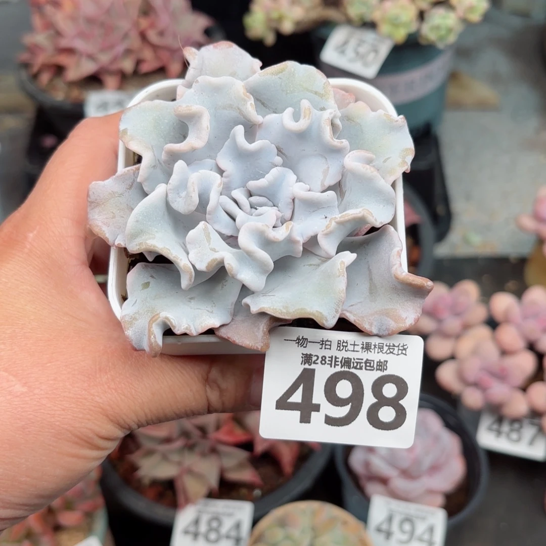 芭蕾舞者无盆土发货
