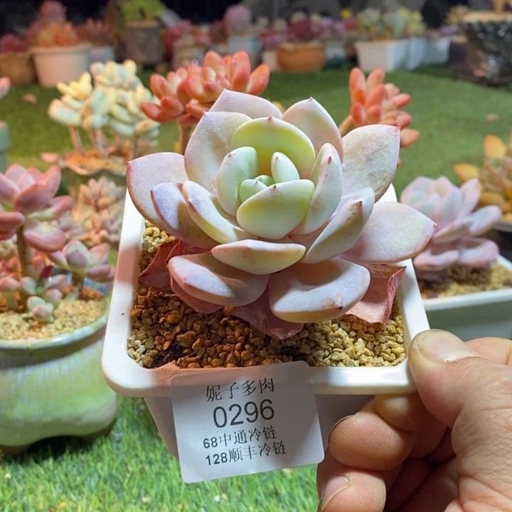 山****0296啊啊啊啊啊啊啊啊啊