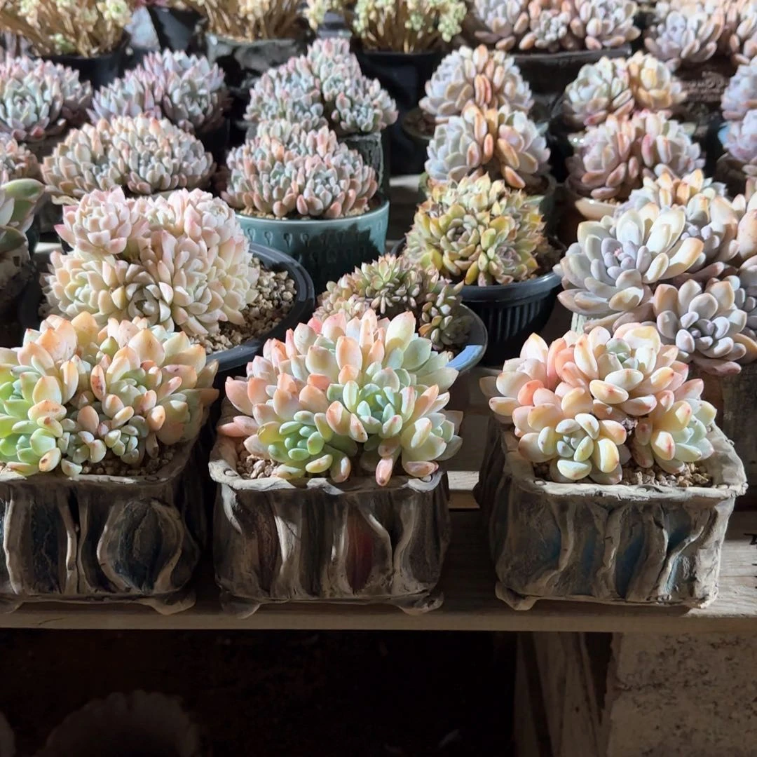 尘*六个花盆多肉先生五十包邮