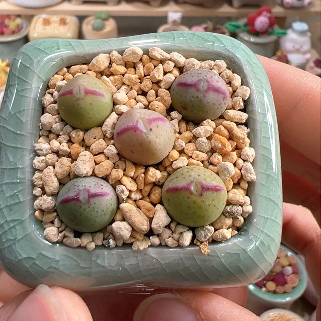 多肉植物24号少将