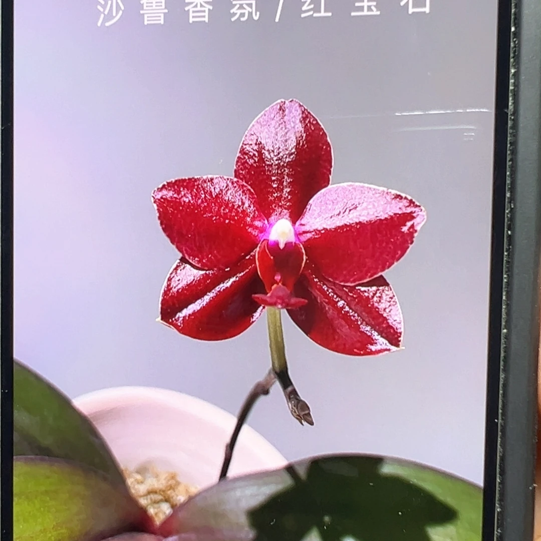 大部分开放少量花苞红宝石