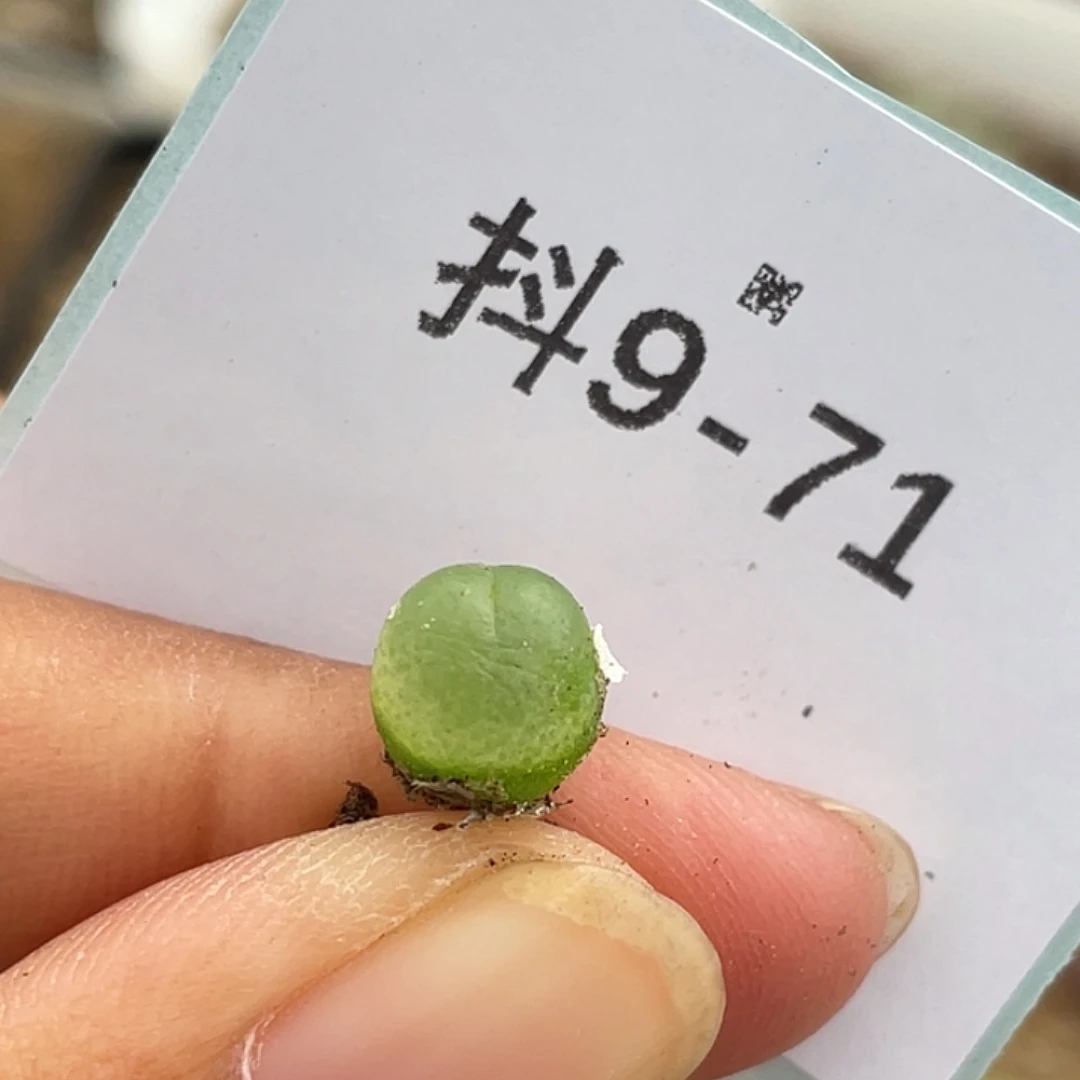 9-71小拉登多肉植物