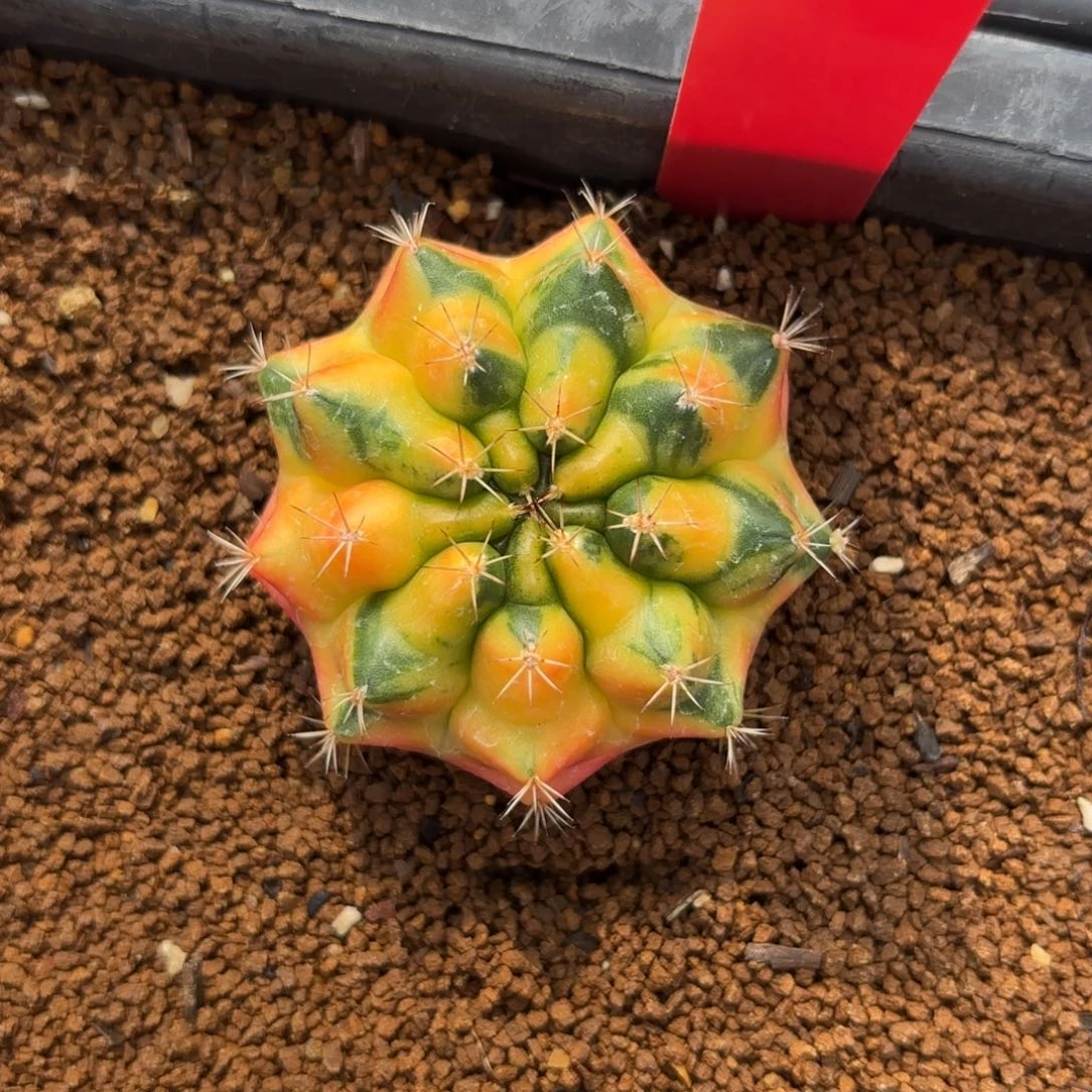 L561-1226泰国发货 黄石