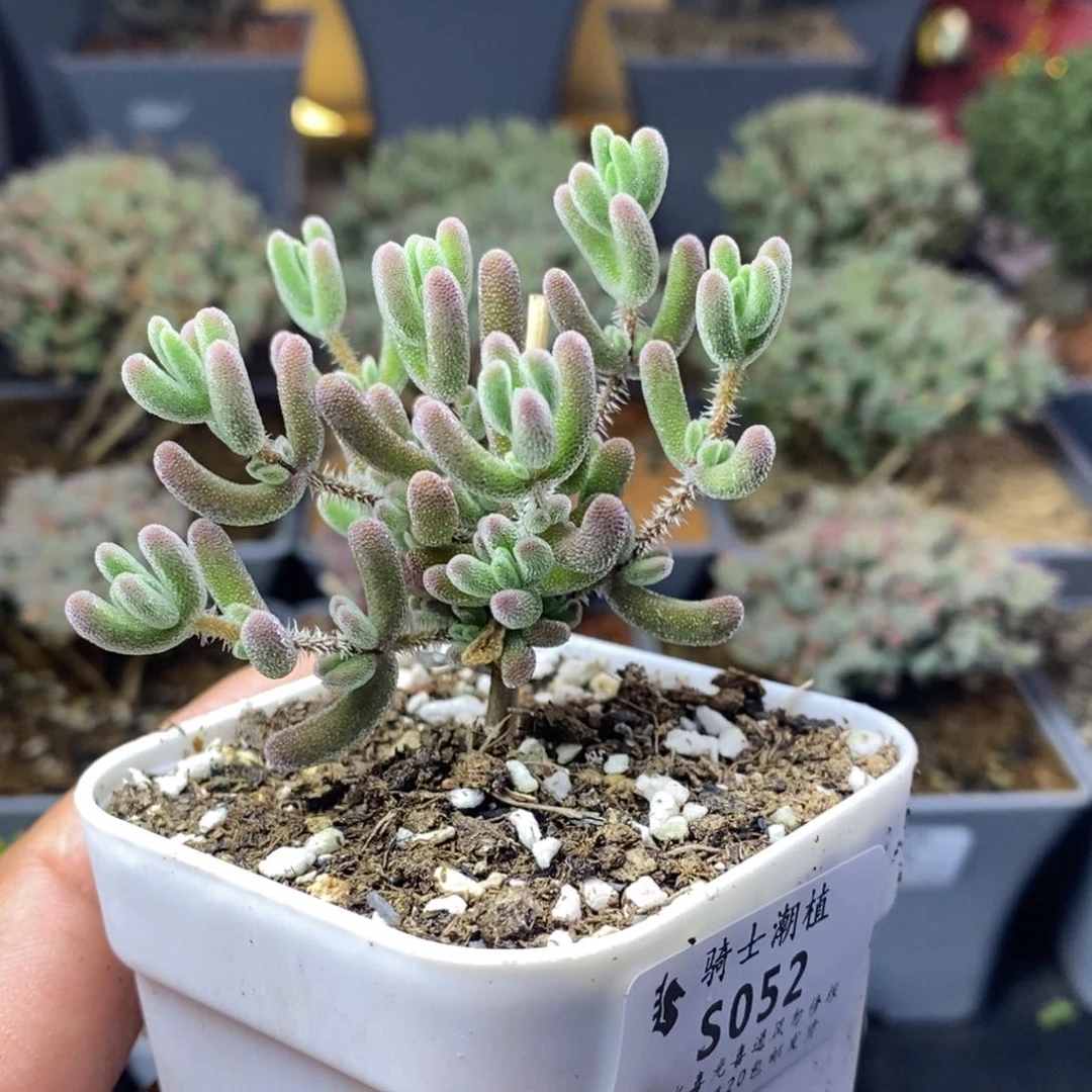 052实生红叶枝干番杏