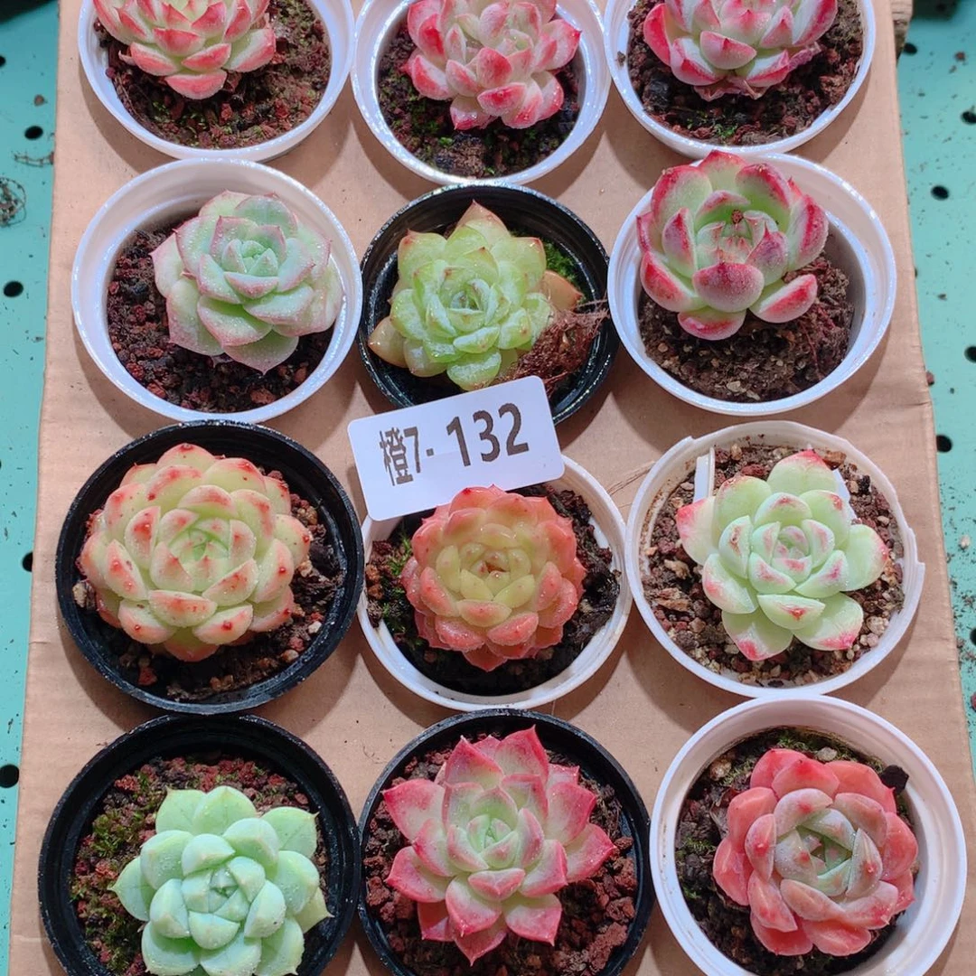7-132一物一拍多肉带盆18颗