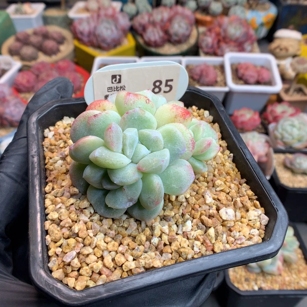 一***_85 冰玉石化多肉