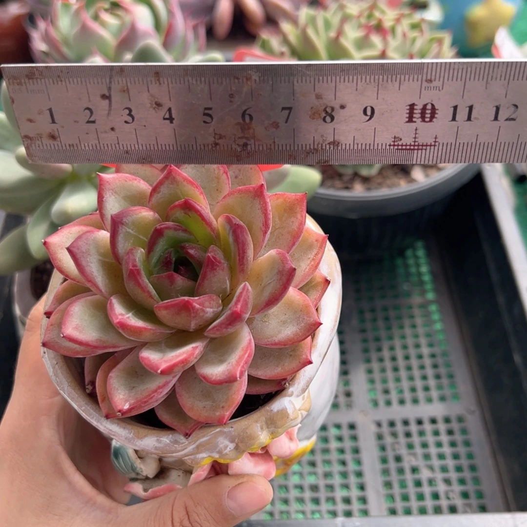 表妹精品多肉植物613.