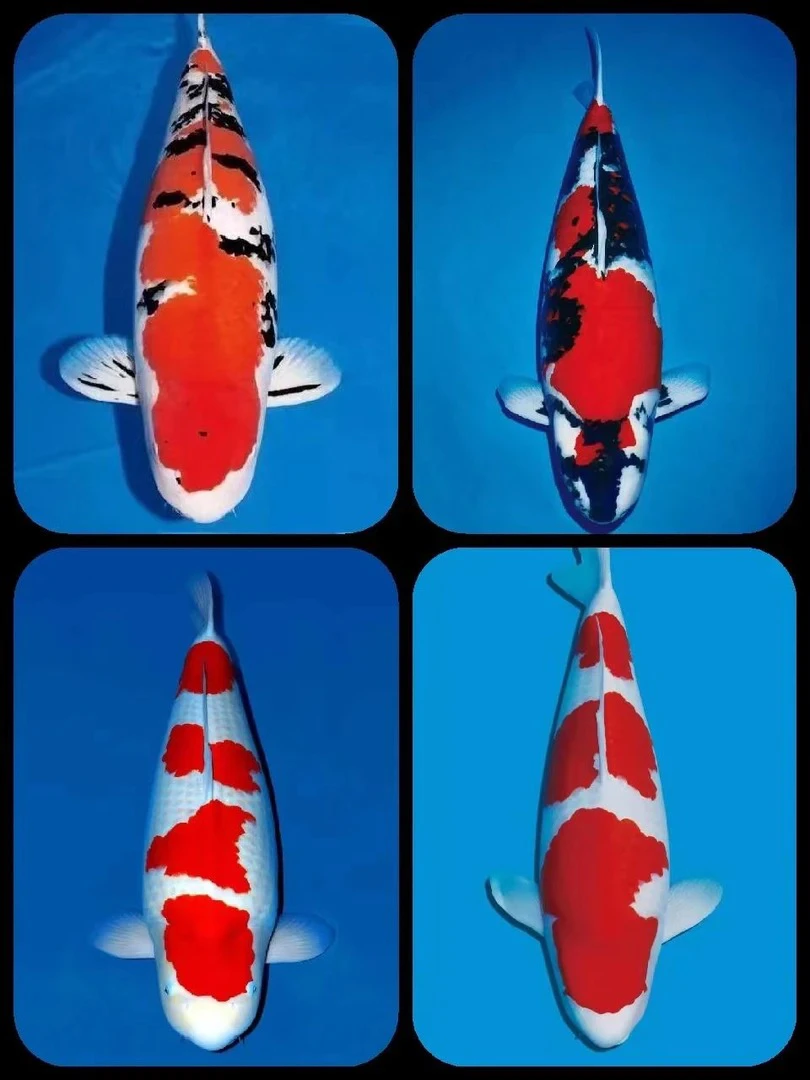 C级 8-12公分左右20条组红白大正昭和白写绯写黄金类混搭苗随机发