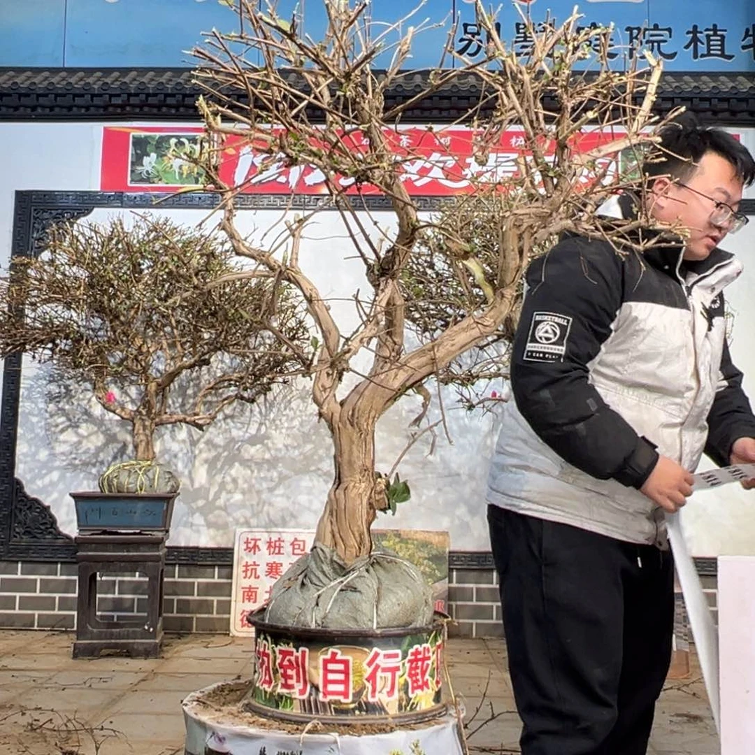 无花朵金银花58555588777777