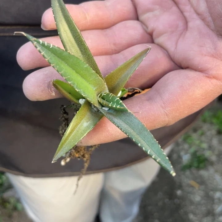 【闪购商品】米*龙毒液