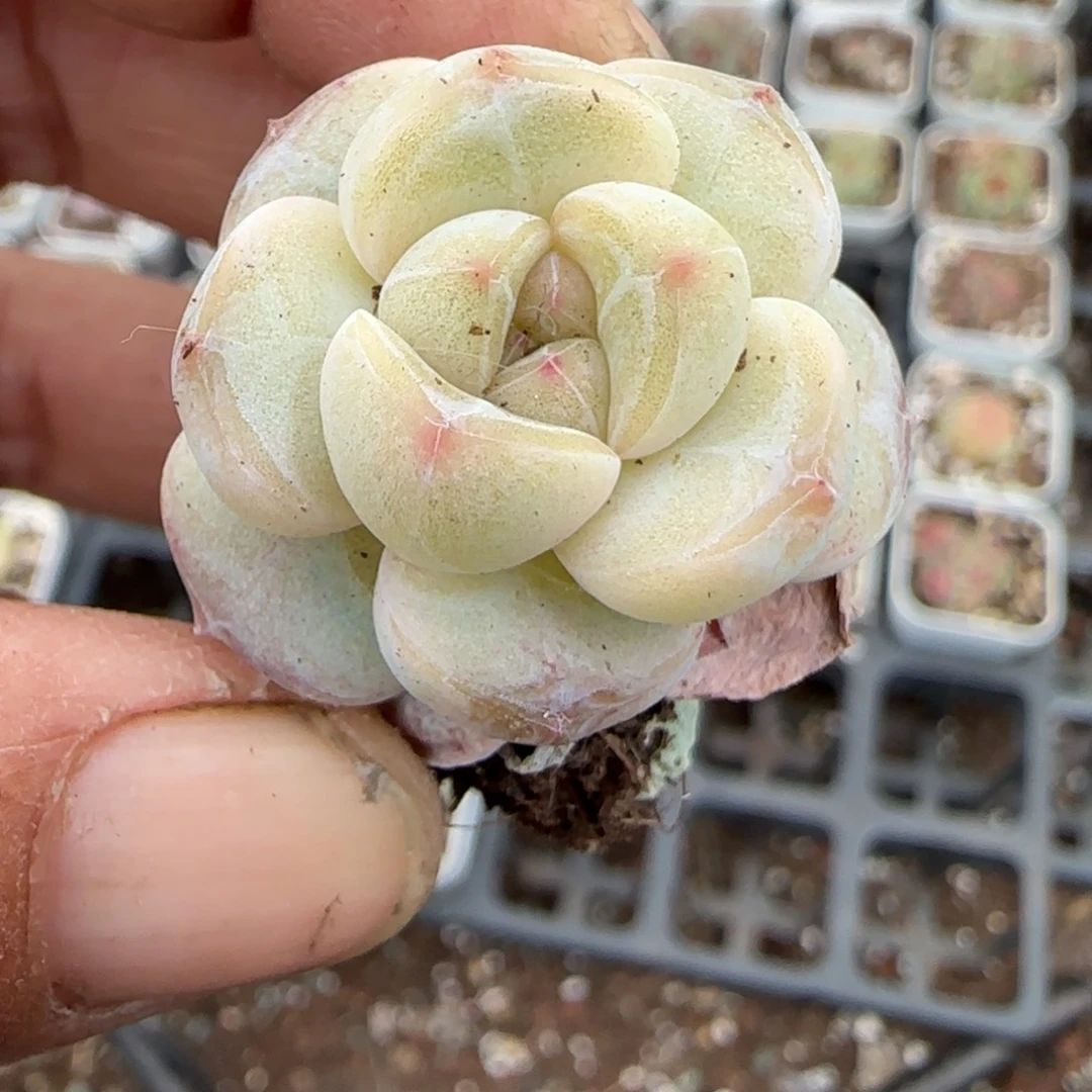 多肉小卡拉米糖心一物一拍