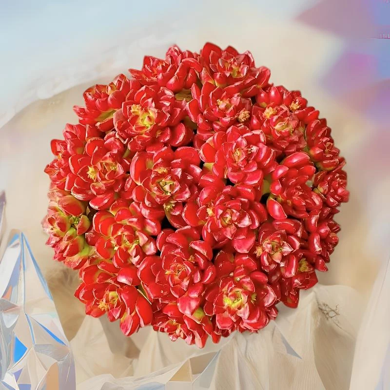 L大盆爱马仕玫瑰 冠幅16-20cm 喜阳耐旱越晒越红皮实好养稀有多肉