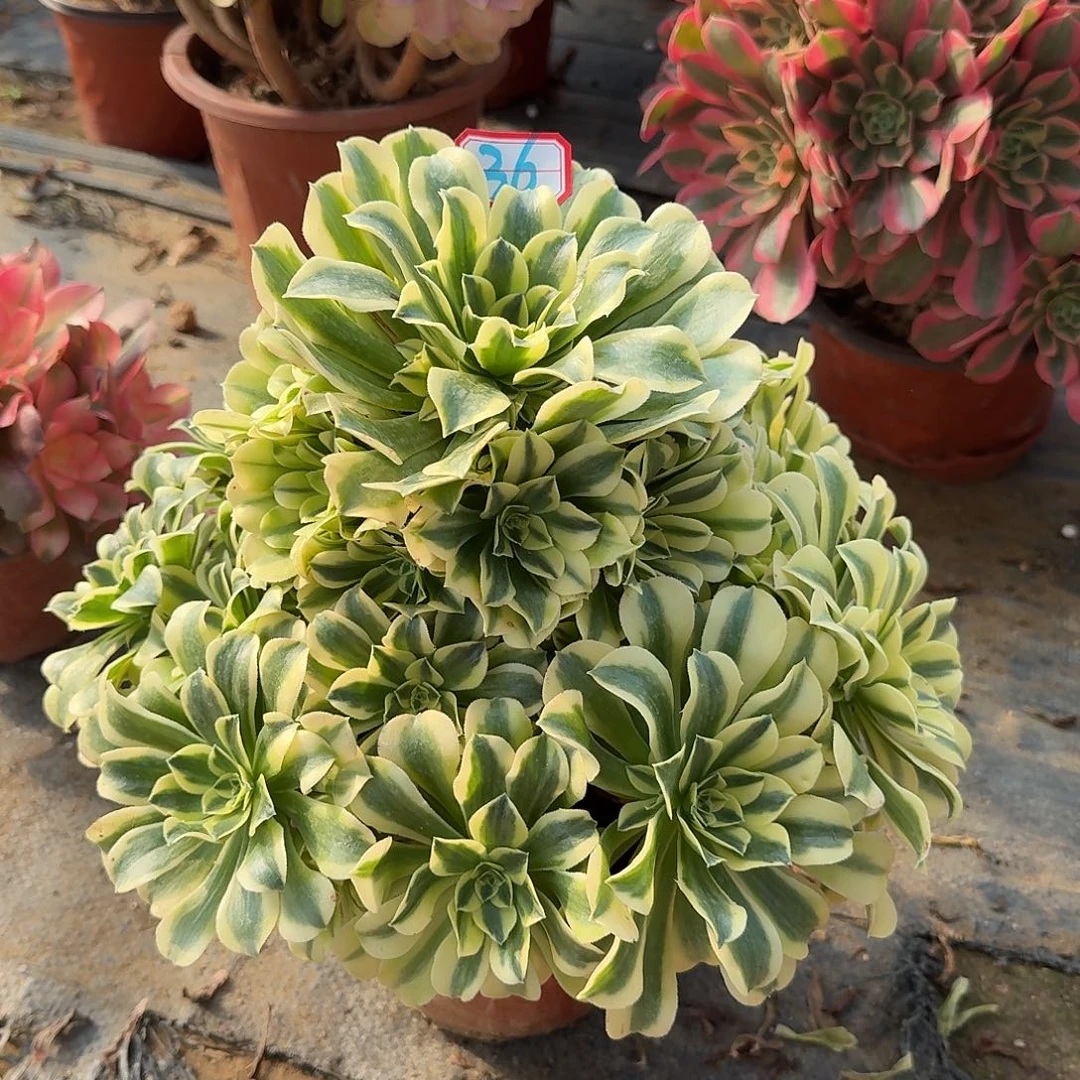 多肉植物绿豆沙36