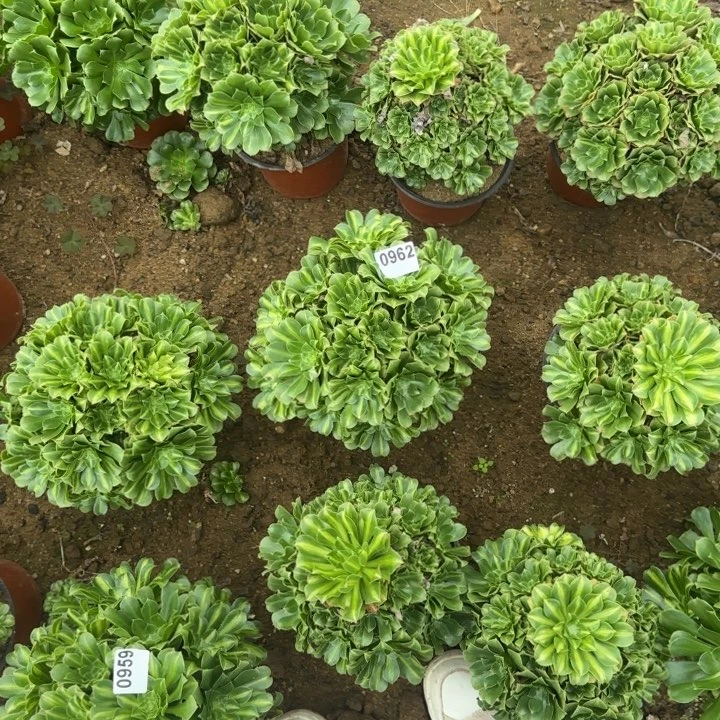 962翡翠琉璃清清处理