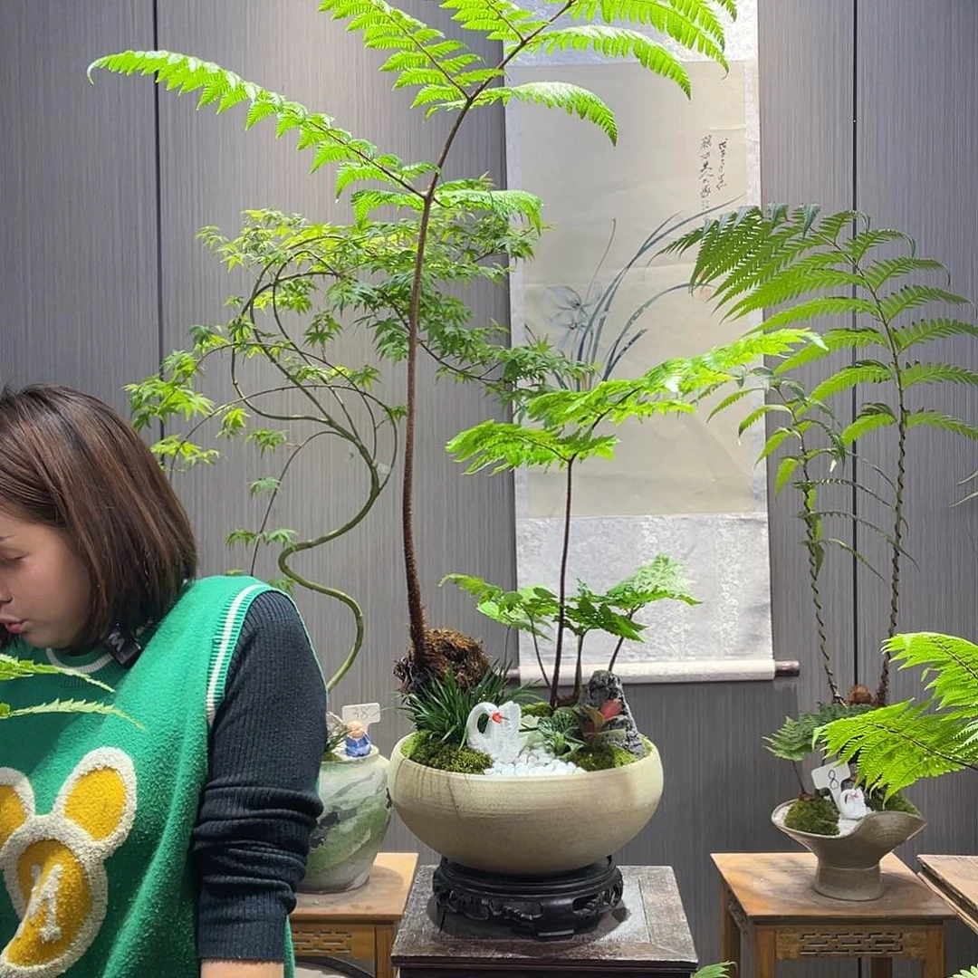 苏****司金丝虹麟蕨盆栽