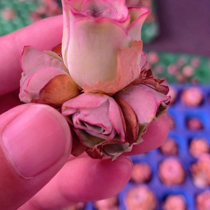 手捧花一单一颗新手