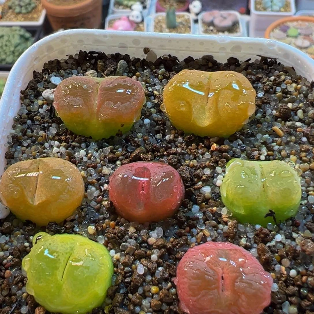 55多肉植物百科植物