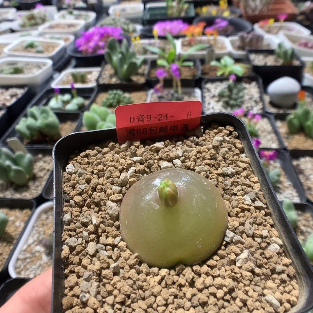 9-24-6       灯泡1颗