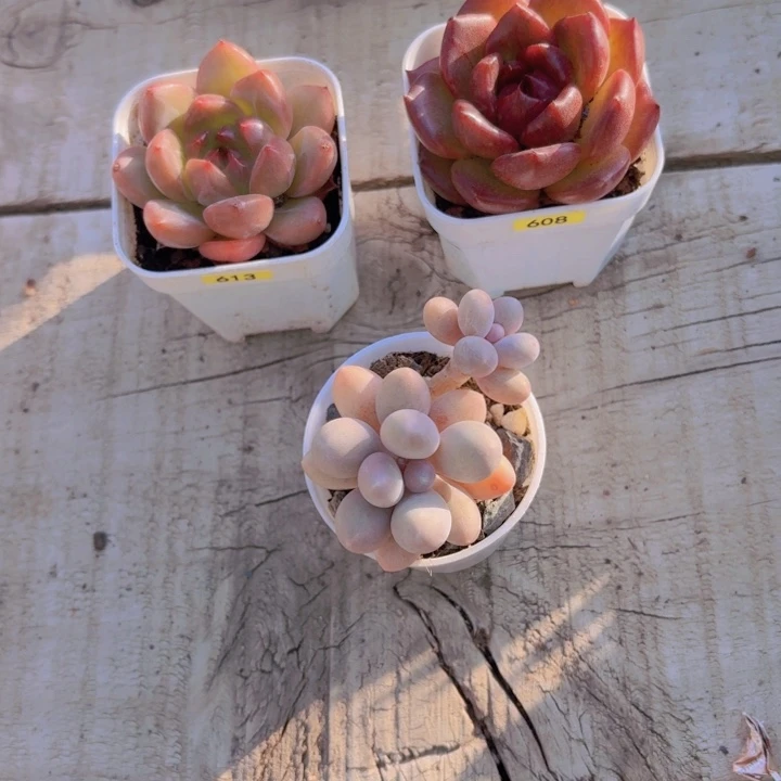 安***朵一物一拍编号607 613 608