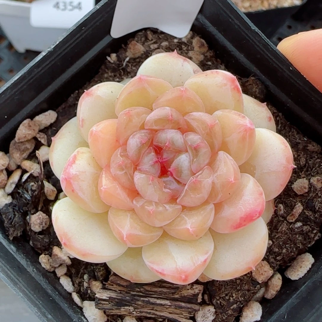 新品，小奶龙，4370多肉植物