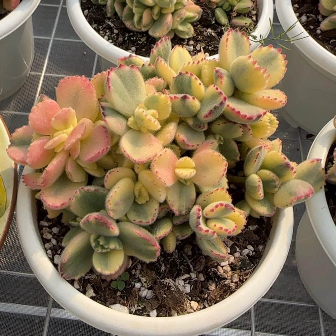 从前慢花园精选多肉彩虹熊