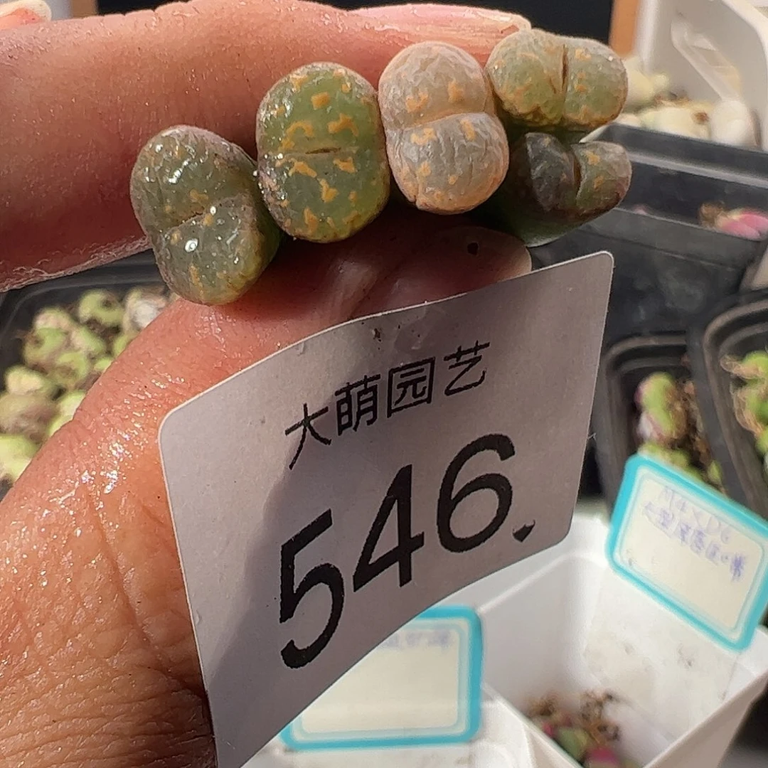 一物一拍。      546