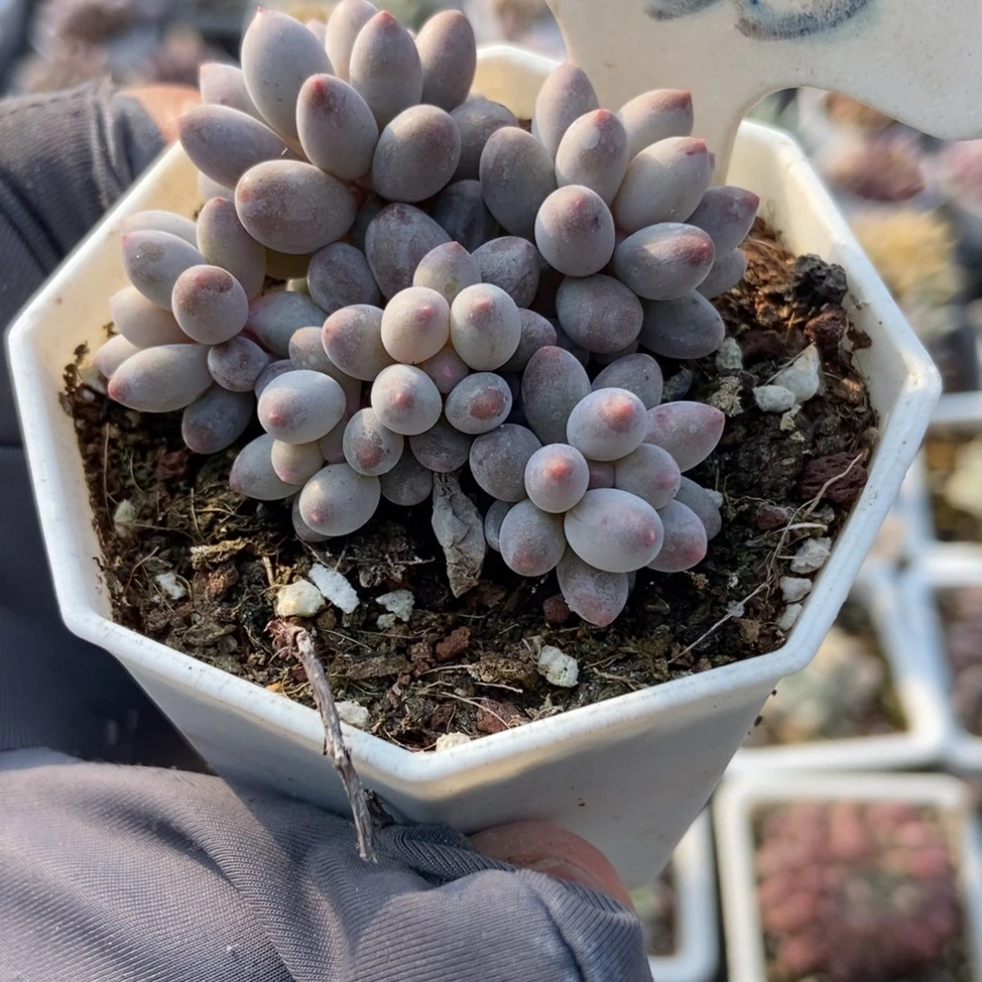 6035婴儿手指多肉植物