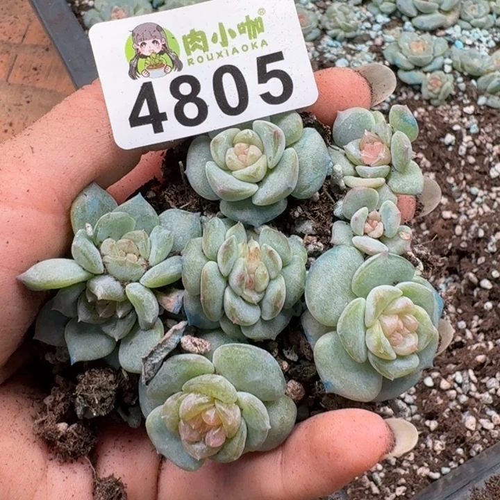 多肉植物多肉植物