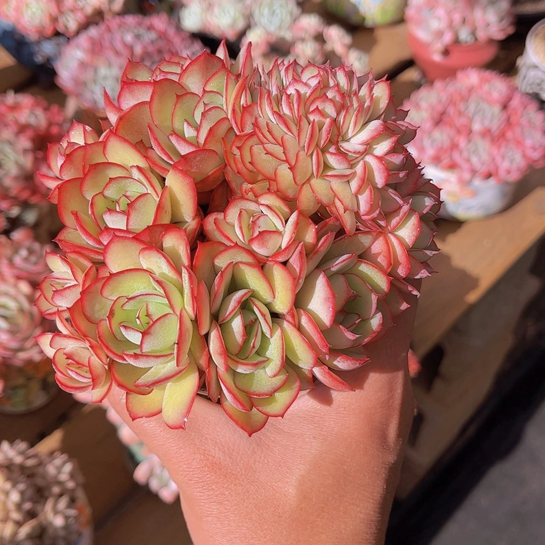 (***寻极品牡丹亭朵朵缀