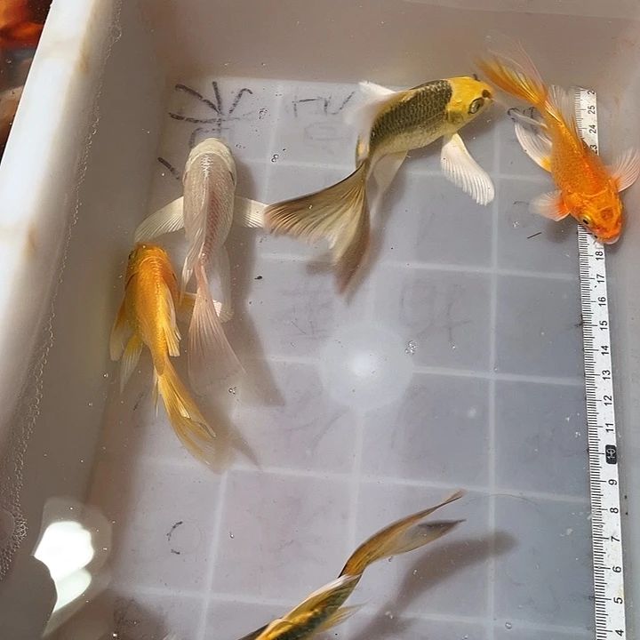 蝴蝶鲤鱼渔场直发78