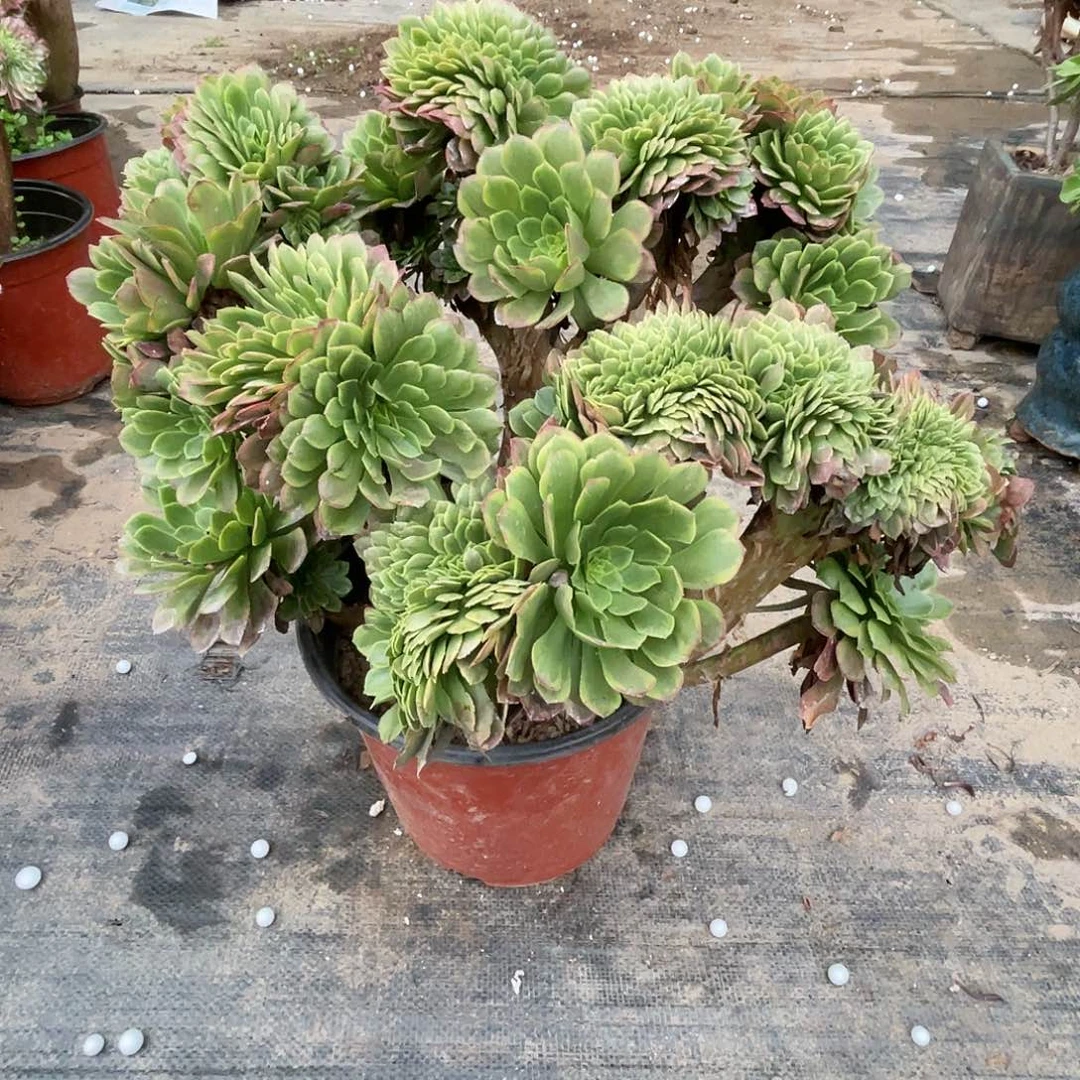 【闪购商品】全部花朵嘉年华