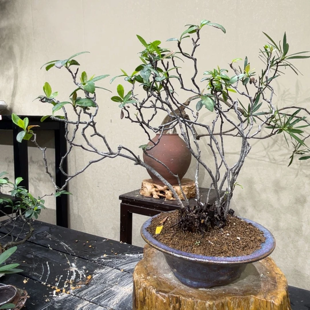 三***湖无花朵2336558997445566