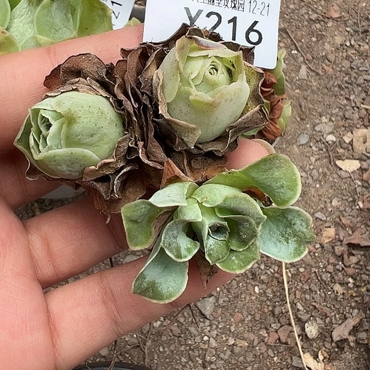 小***花杨216 丐版捡漏福利2颗