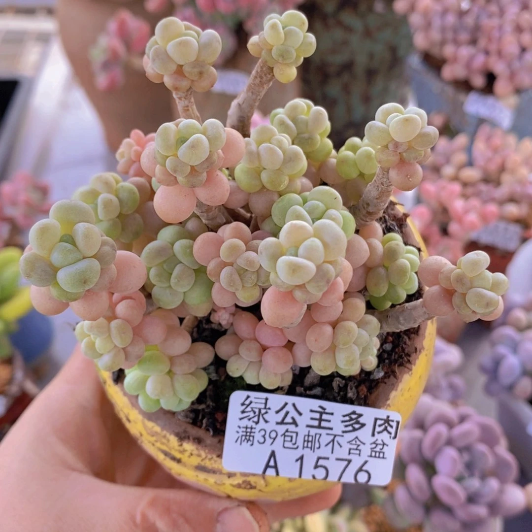 花朵鱼子酱老桩8cm1576多肉植物