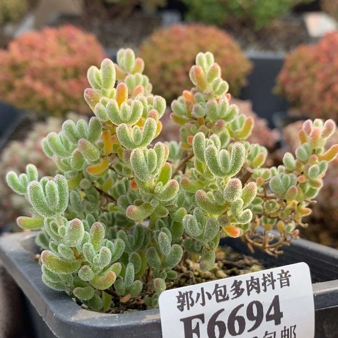 小**＊实生冰晶6694枝干番杏