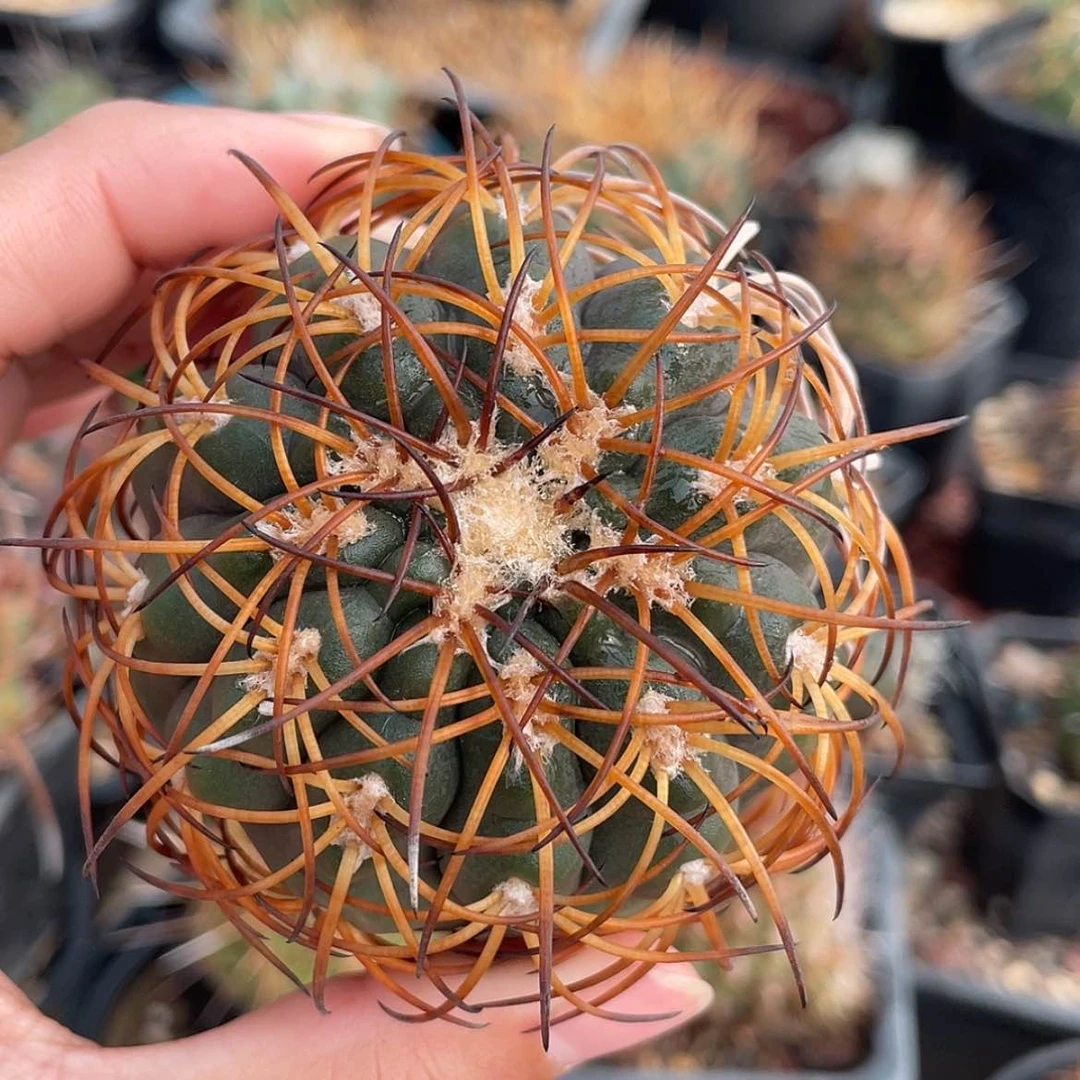 【闪购商品】伏刺天平冒根芽6666