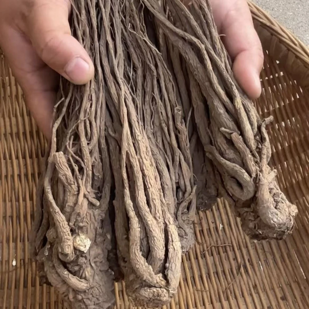 大山里的山货  当归